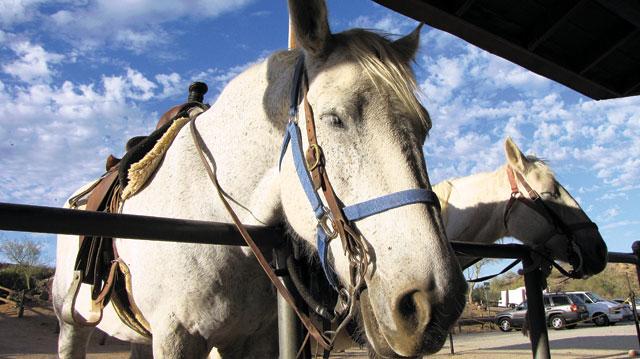 Ponderosa Stables is gem of South Mountain Park